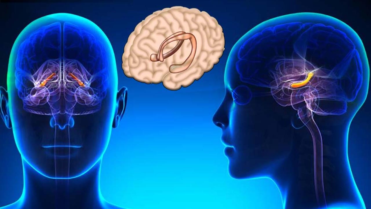هل الضرر دائم؟ سرعة تعافي الدماغ من تأثير الكافيين