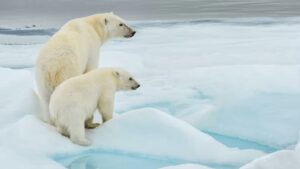 العيش والعمل في سفالبارد بدون تأشيرة