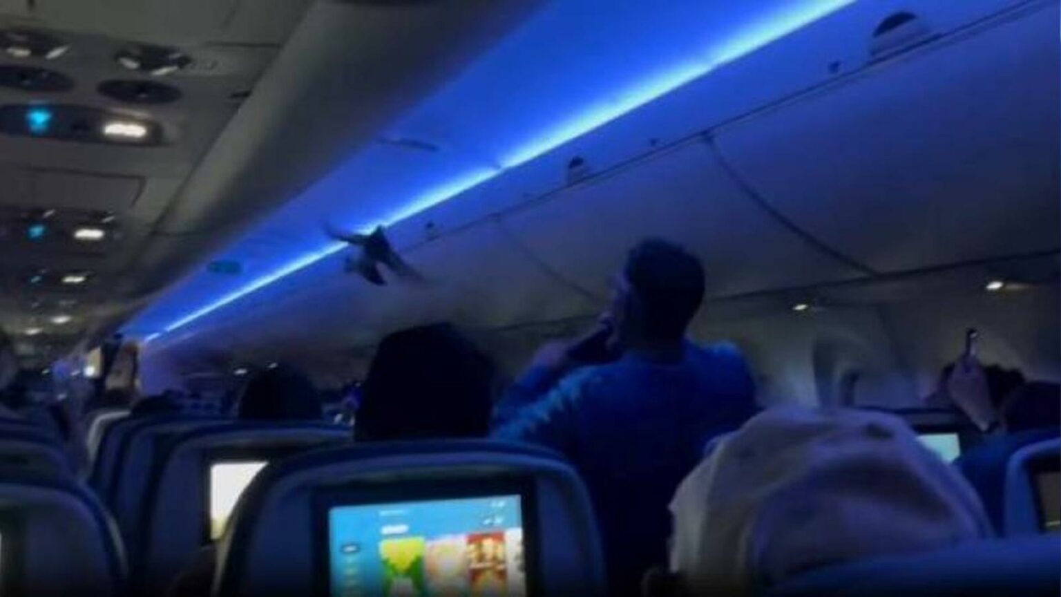 حمامتان تؤجلان رحلة طيران في أميركا