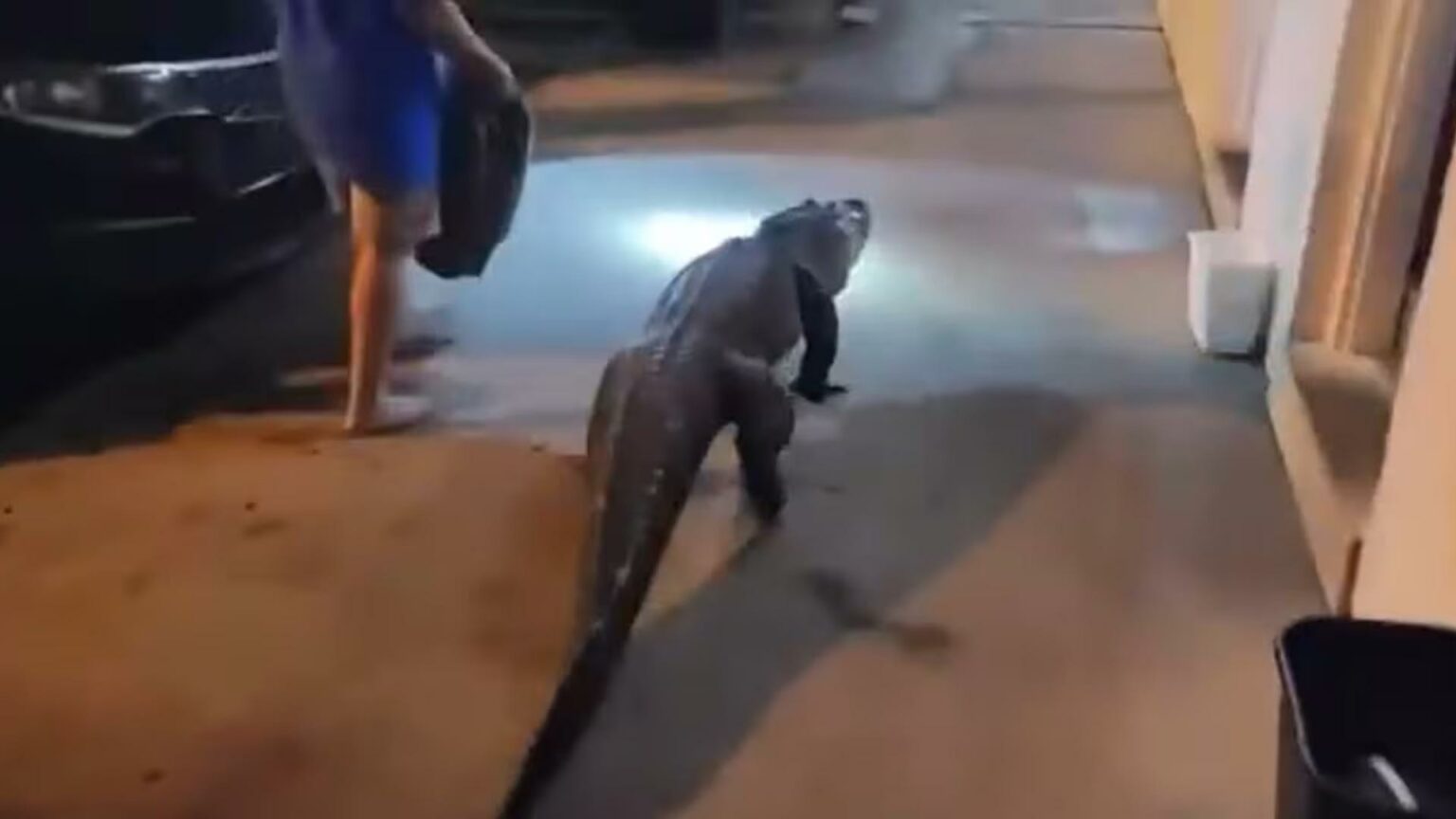 تمساح في فندق فرجينيا