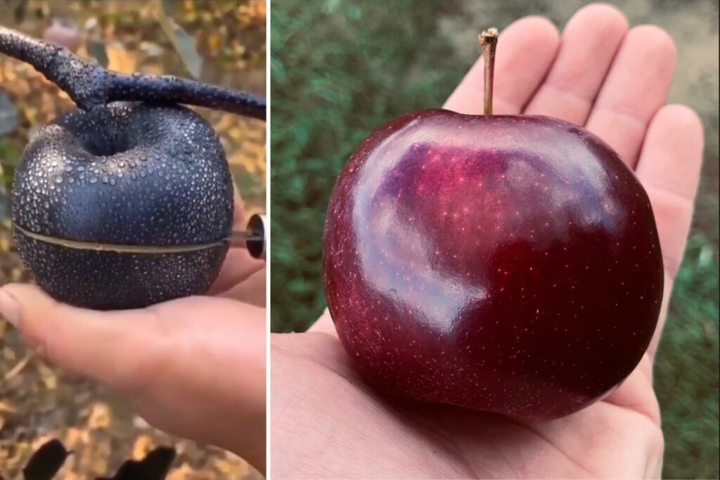 Arkansas Black vs Black Diamond Apple
