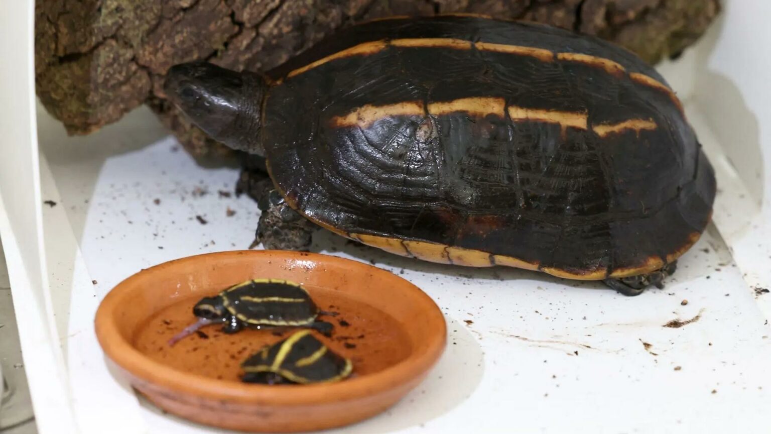 ولادة نادرة لسلاحف مهددة بالانقراض