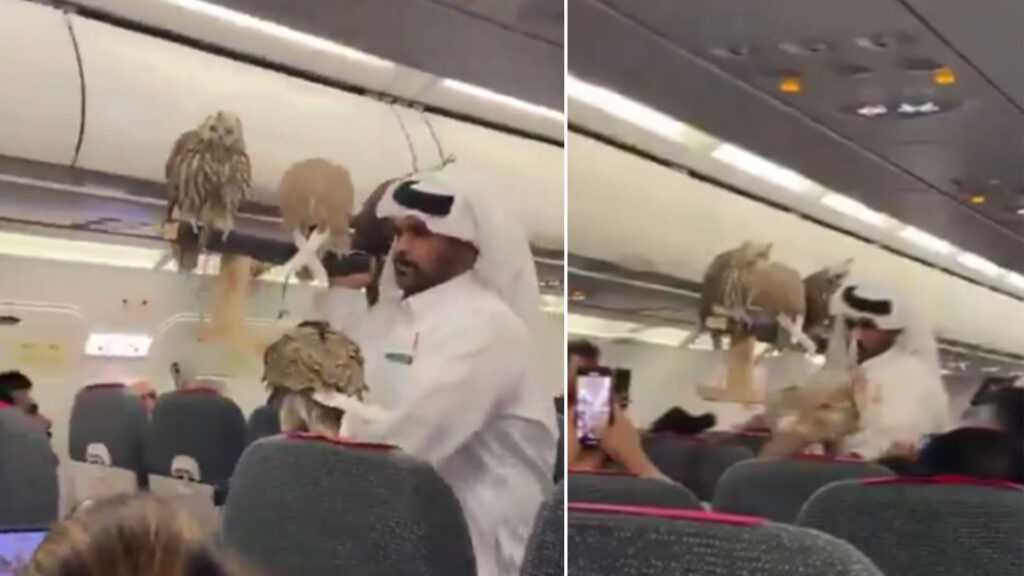 مواطن خليجي يصطحب صقورًا على متن طائرة
