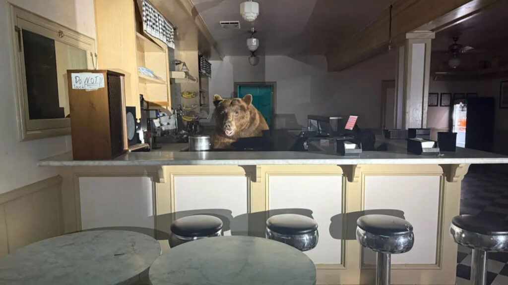 دب متجر المثلجات