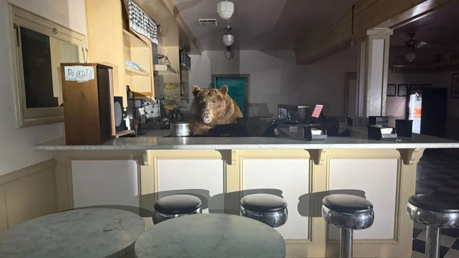 دب في كاليفورنيا: زبون غير متوقع يشتهي مثلجات الفراولة دب متجر المثلجات