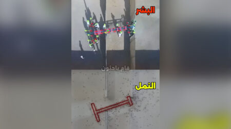 من الأذكى في العمل الجماعي النمل أم البشر