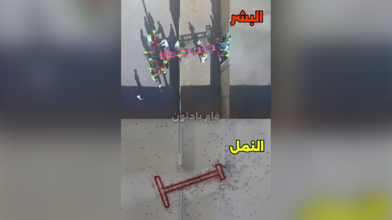 من الأذكى في العمل الجماعي النمل أم البشر