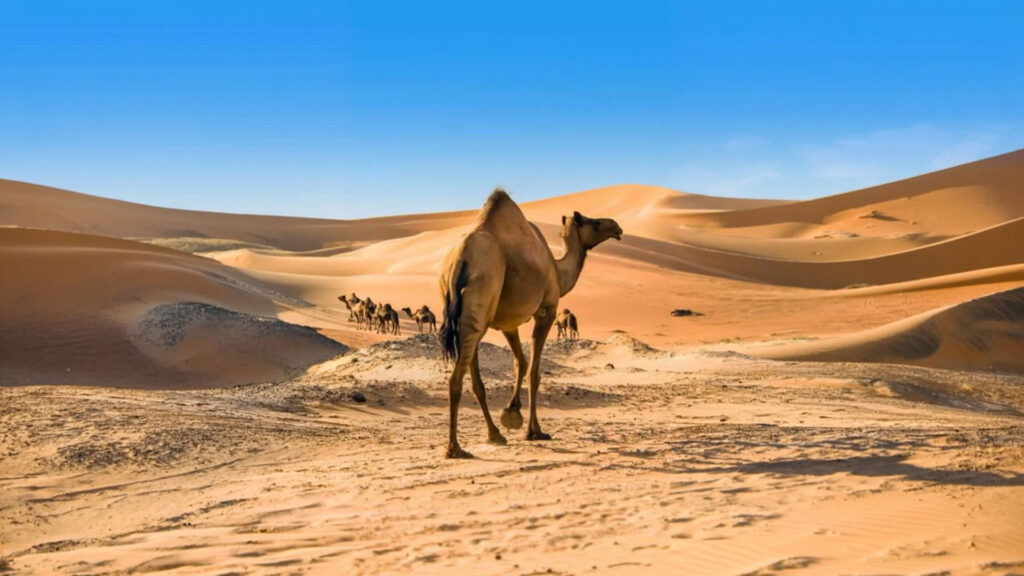 الحيوان الملقب بسفينة الصحراء