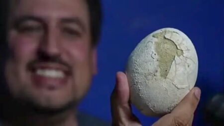 بيضة ديناصور عمرها 70 مليون سنة تُبهر العلماء في الأرجنتين
