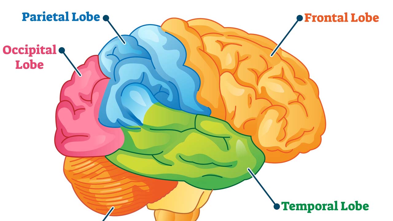 حقائق مدهشة عن الدماغ البشري