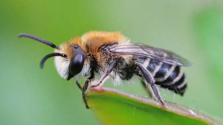 قدرات النحل الخارقة التي تفوق البشر