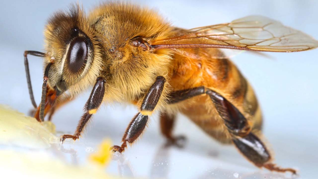 قدرات النحل الخارقة التي تفوق البشر