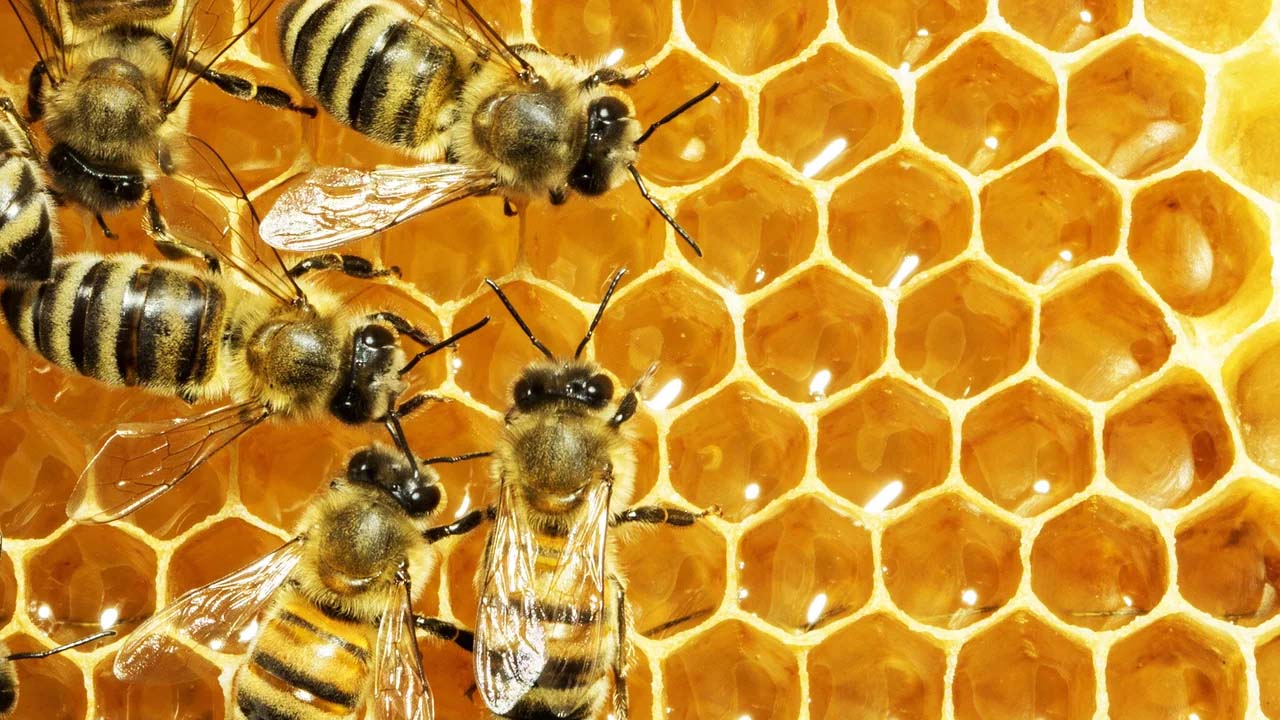 قدرات النحل الخارقة التي تفوق البشر