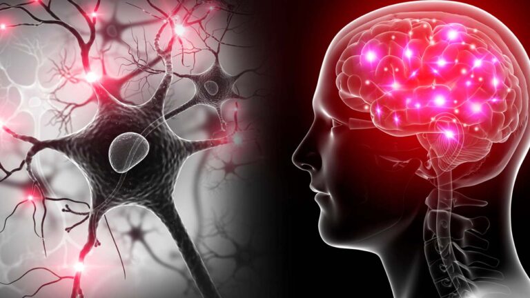 الدماغ والجهاز العصبي