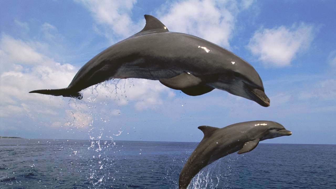 الدلافين