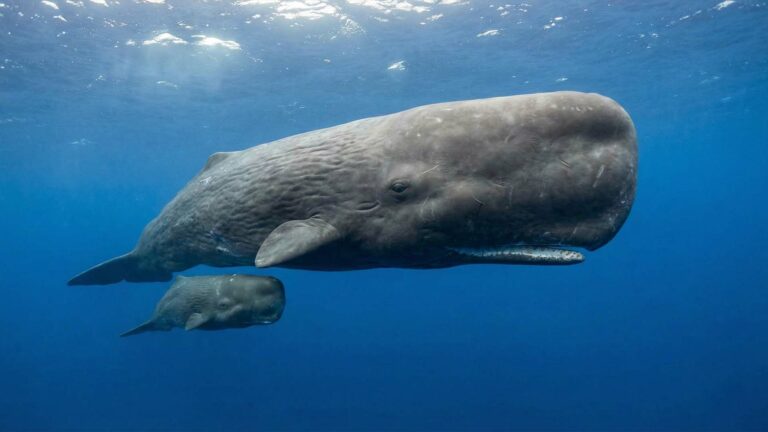 حوت العنبر: عملاق أعماق المحيط