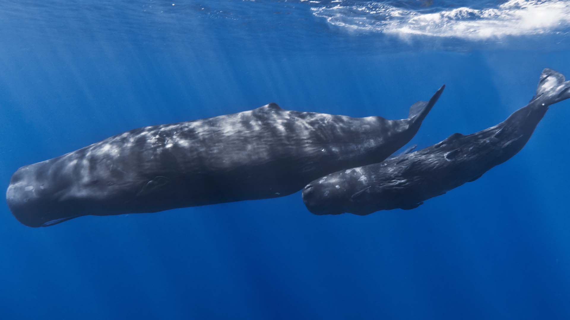 حوت العنبر: عملاق أعماق المحيط