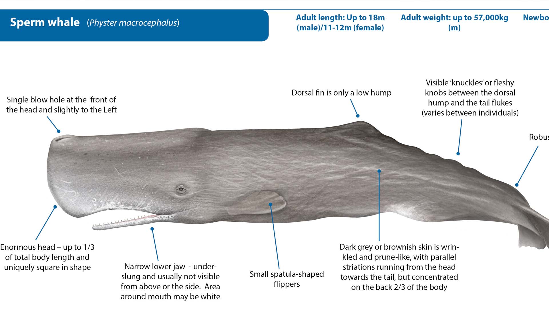 حوت العنبر: عملاق أعماق المحيط