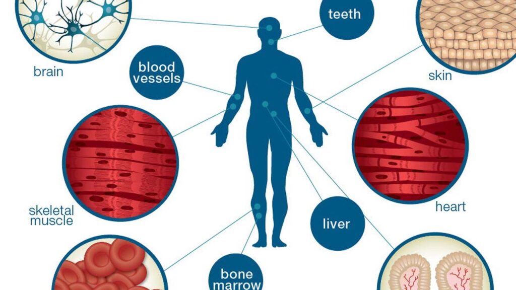 الخلايا الجذعية وعلاج الأمراض