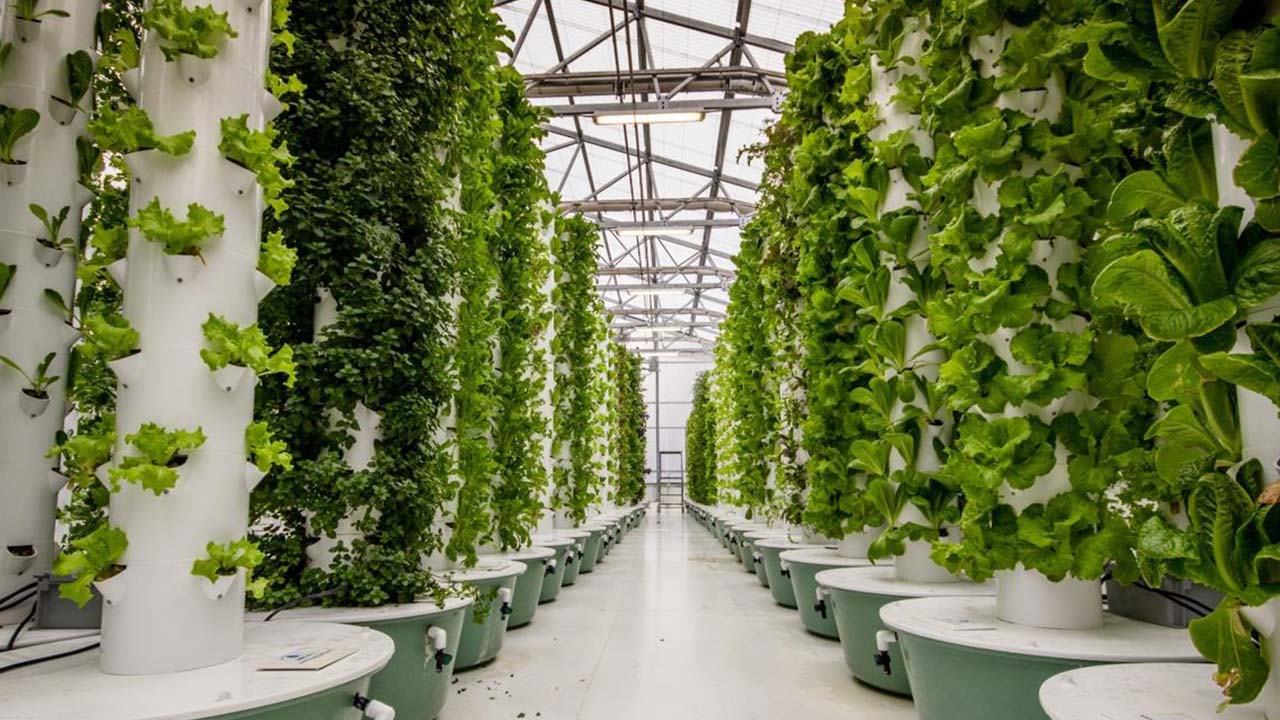 الزراعة العمودية والاكتفاء الحضري