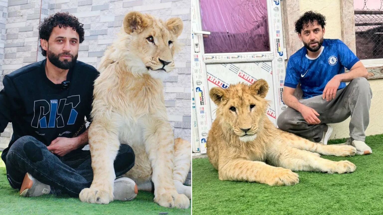 رجل أفغاني يعيش مع أسد في شقة سكنية وسط كابل