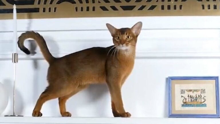 أجمل قط في العالم لعام 2025 Darlen Fleur Dalmore Black