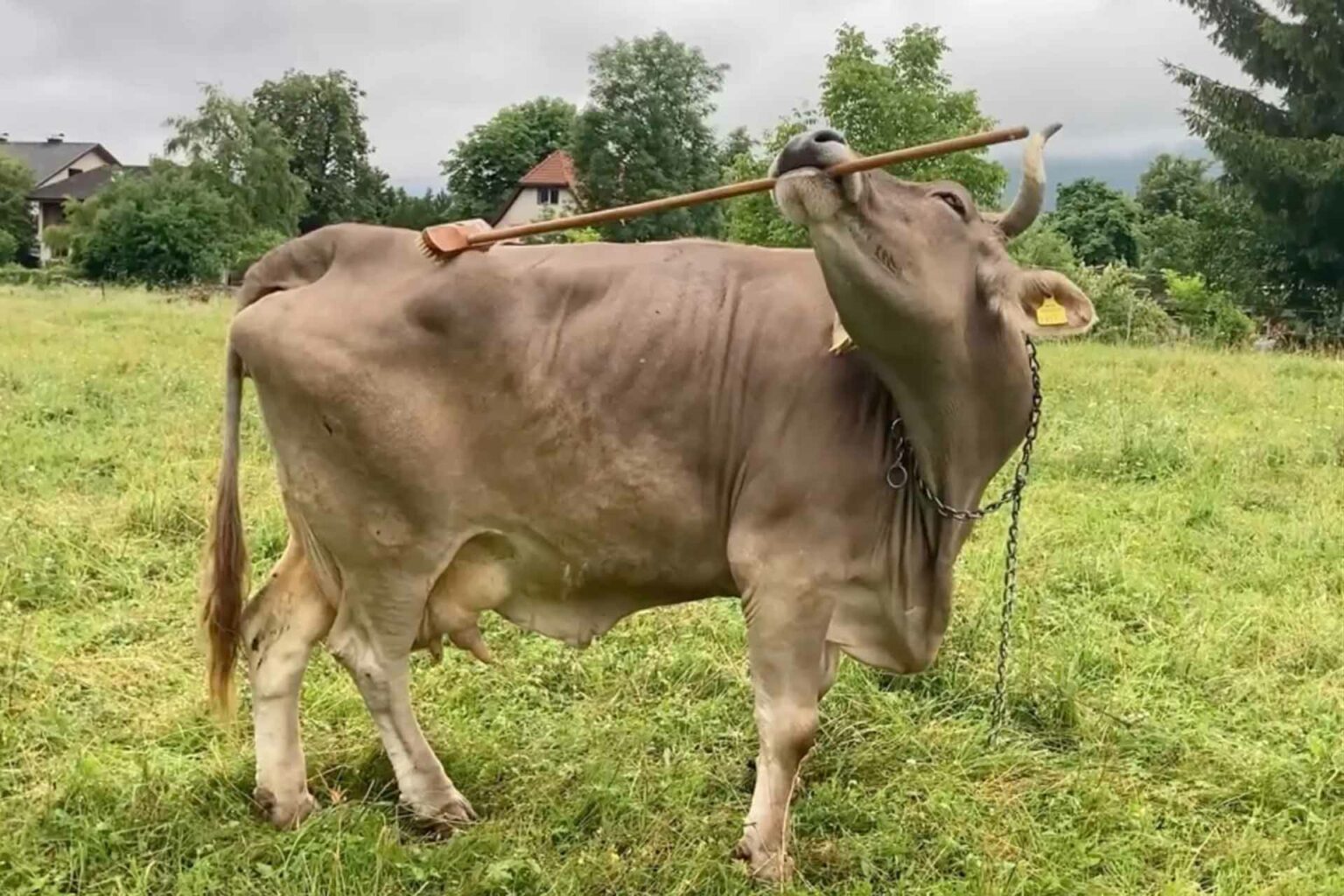 البقرة فيرونيكا تذهل العلماء: اكتشاف استخدام الأدوات لدى الماشية البقرة فيرونيكا