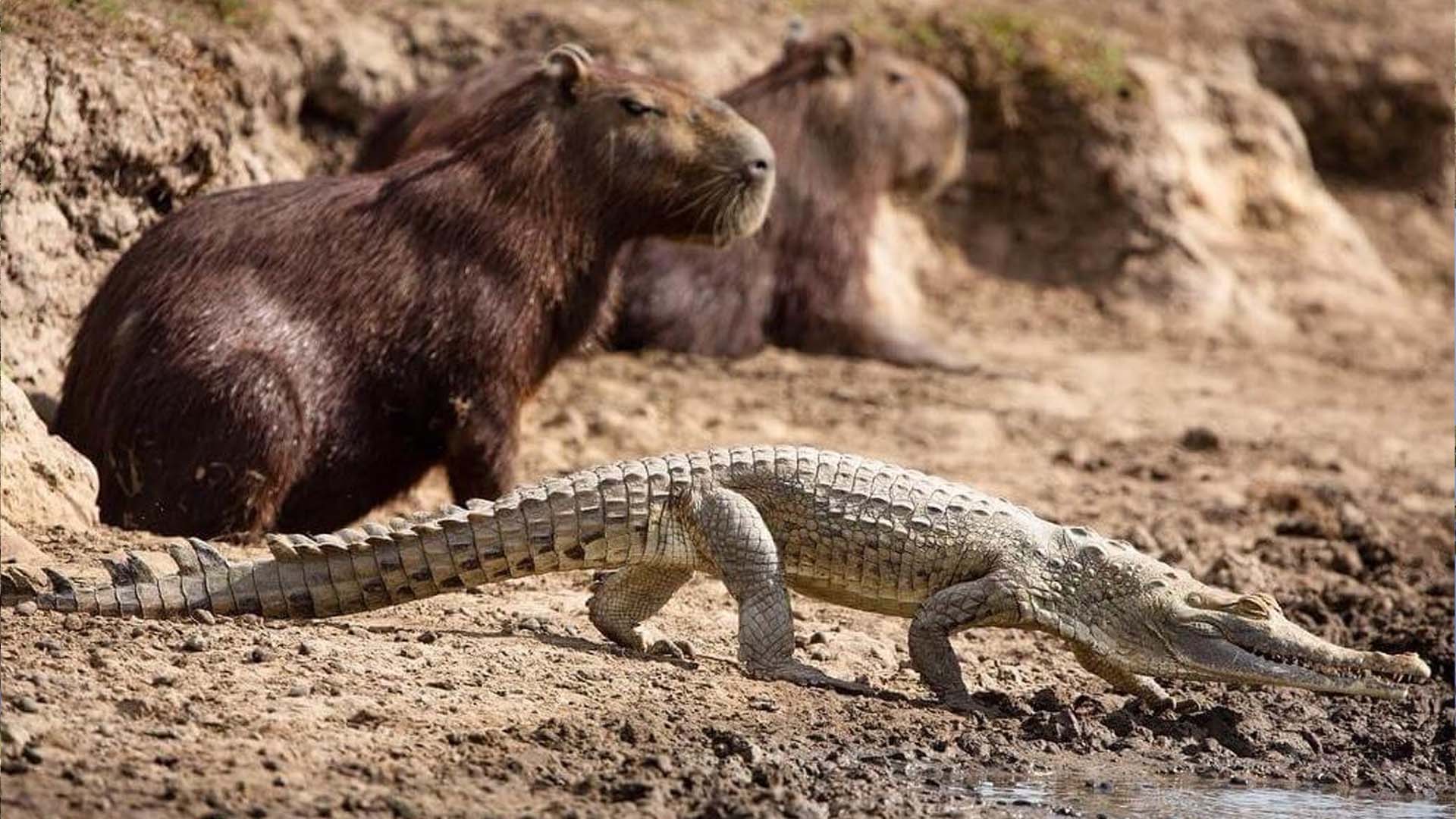 التماسيح و حيوان الكابيبارا