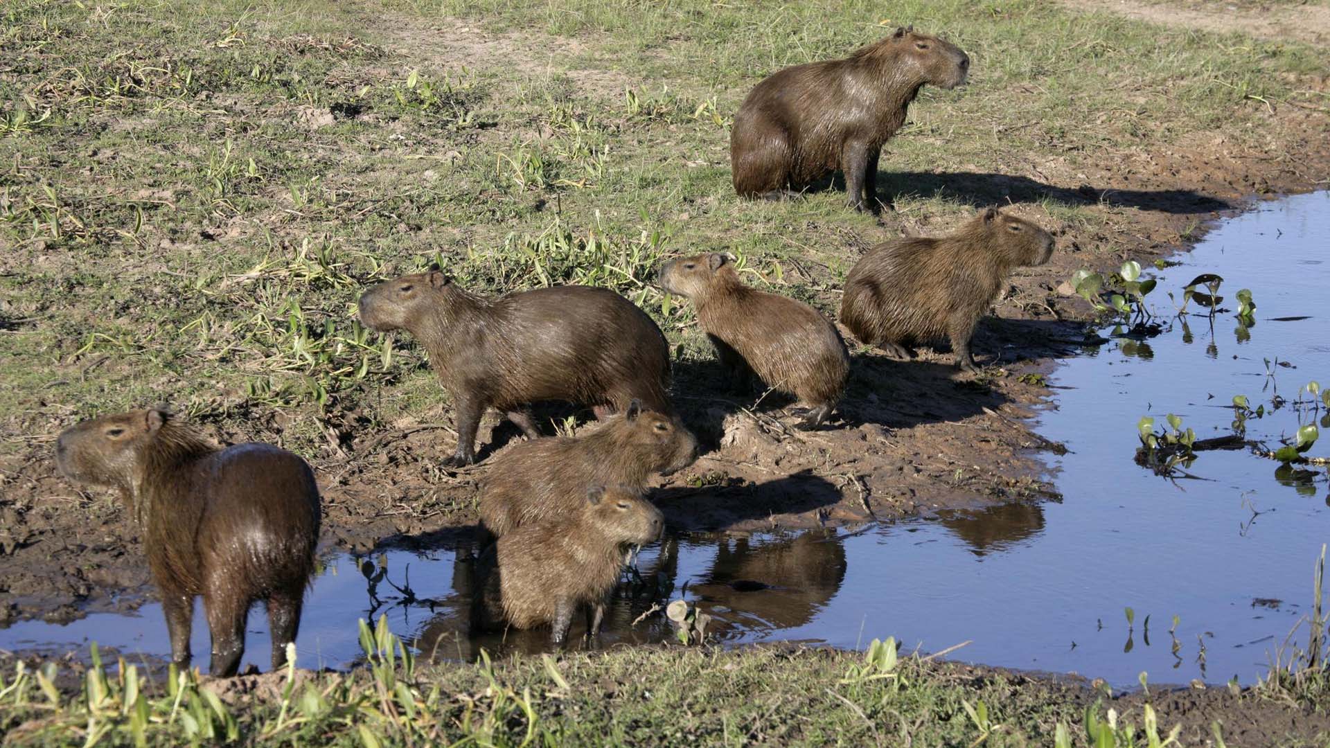 قوة الجماعة لحيوان الكابيبارا
