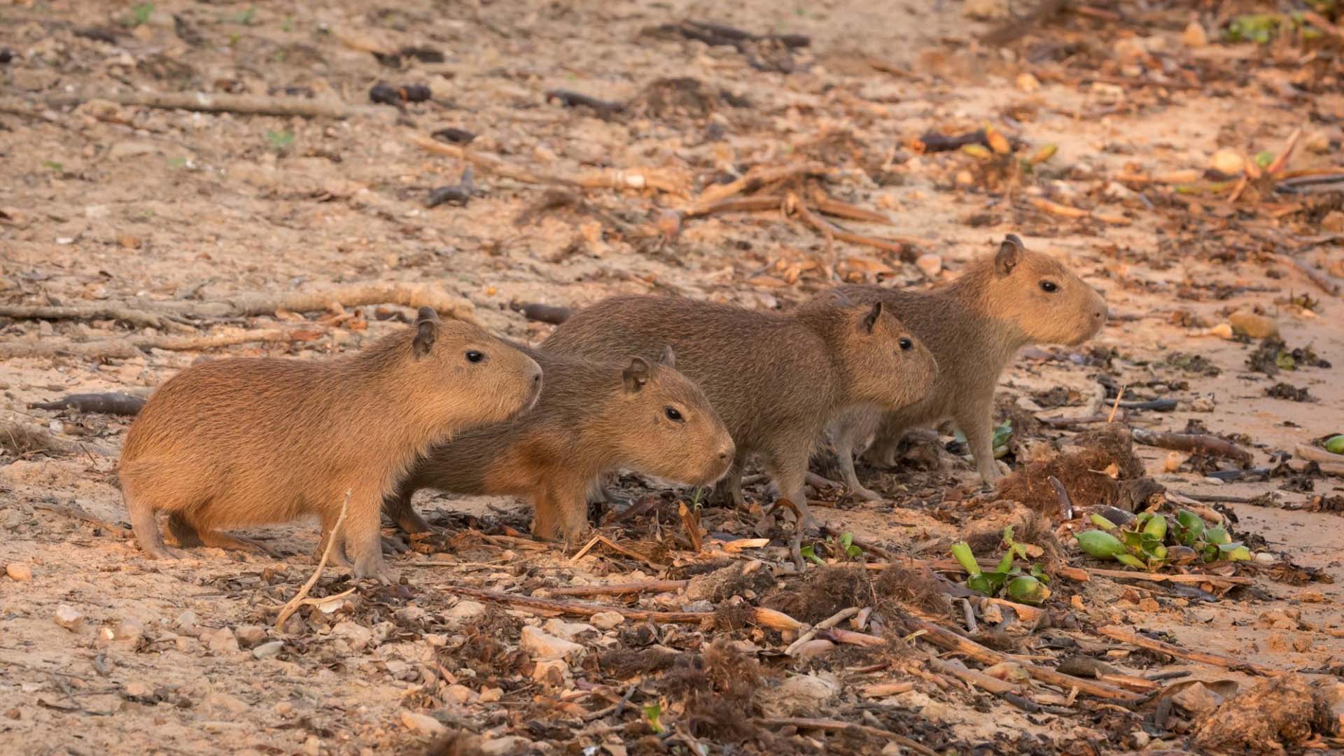 صغار حيوان الكابيبارا