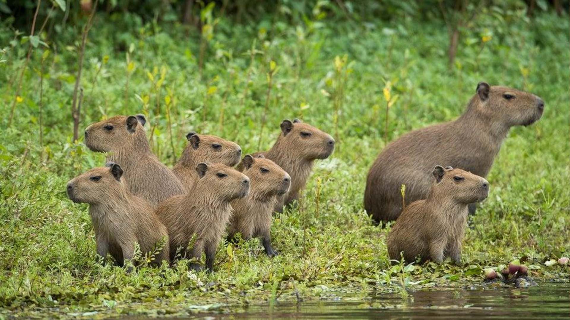 قوة الجماعة لحيوان الكابيبارا