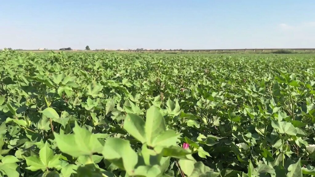 أزمة مزارعي القطن في الرقة: تكاليف باهظة وغياب التسعيرة الرسمية القطن في الرقة