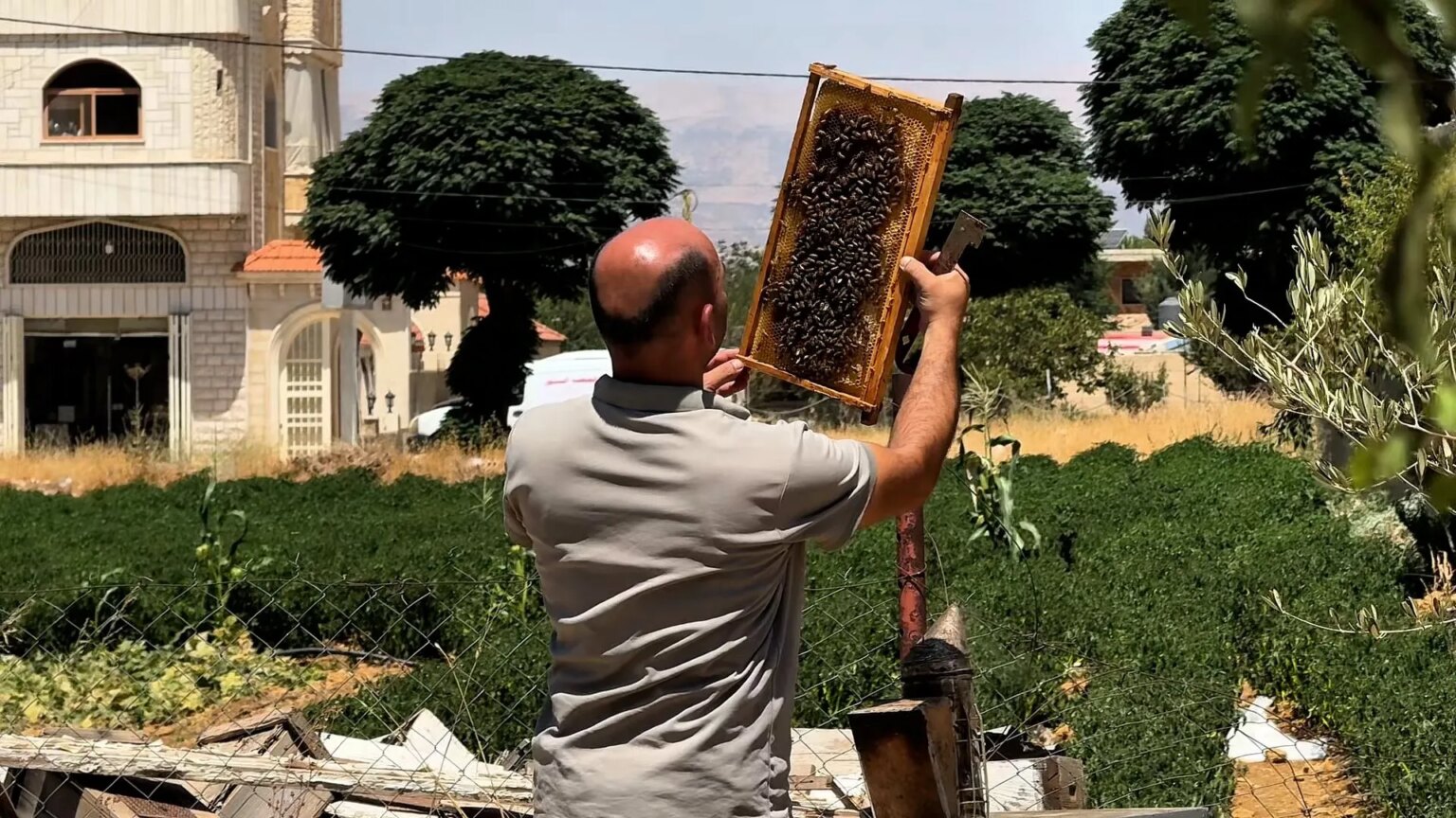 أزمة تربية النحل في لبنان: لماذا يتراجع موسم العسل؟